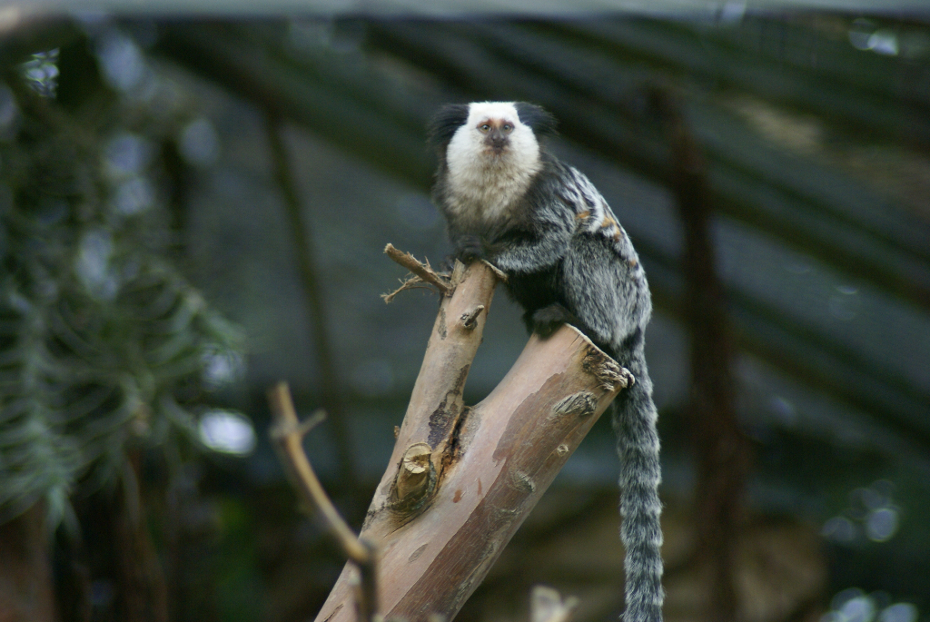 Teneriffa - Loro Parque: Flora, Fauna, wilde Tiere und Delfinshows (09395) Foto: ©Carstino Delmonte (2009)