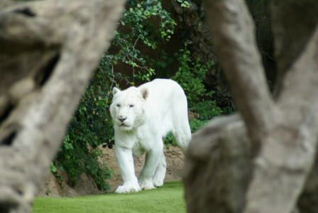 Teneriffa - Loro Parque: Flora, Fauna, wilde Tiere und Delfinshows (09400) Foto: ©Carstino Delmonte (2009)