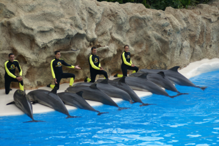 Teneriffa - Loro Parque: Flora, Fauna, wilde Tiere und Delfinshows (09417) Foto: ©Carstino Delmonte (2009)