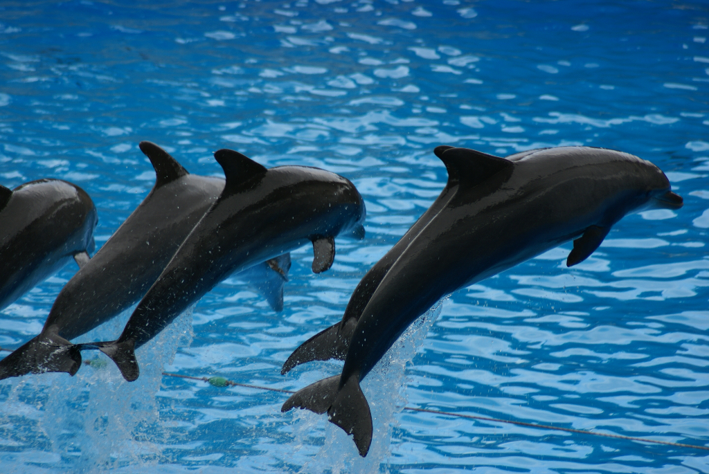 Teneriffa - Loro Parque: Flora, Fauna, wilde Tiere und Delfinshows (09447) Foto: ©Carstino Delmonte (2009)