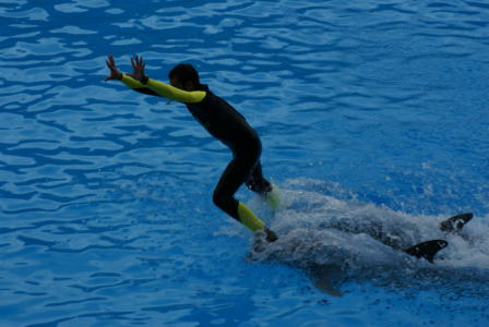 Teneriffa - Loro Parque: Flora, Fauna, wilde Tiere und Delfinshows (09496) Foto: ©Carstino Delmonte (2009)