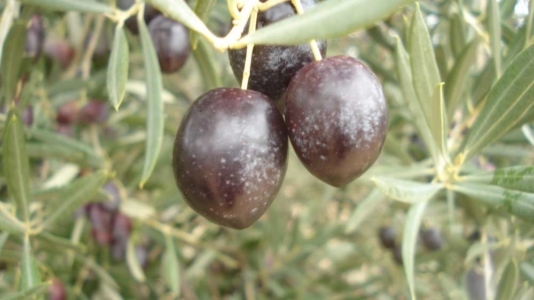 Jaén - Oliven für die Ölproduktion