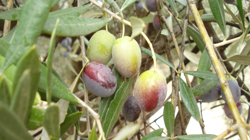Jaén - 60 Millionen Olivenbäume