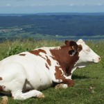 Campen auf dem Bauernhof:  Neuer Stellplatzführer