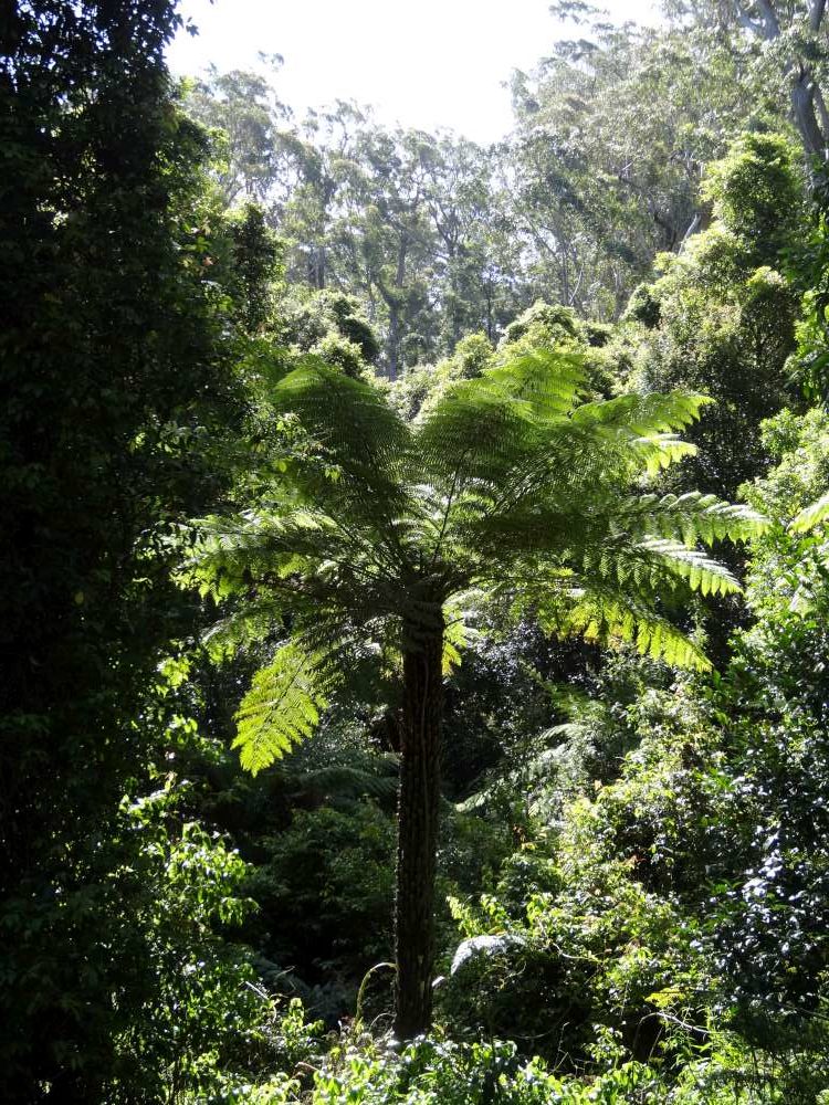 Wo Reisende das Gewissen ein wenig beruhigen können: Einen Baum pflanzen in Neuseeland